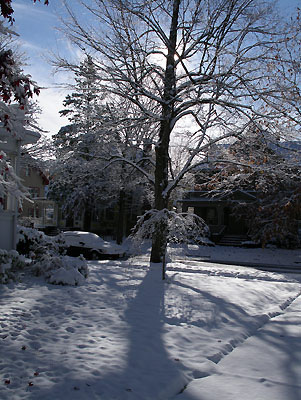 00v_snow-tree-nov04.jpg