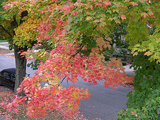 101704color.jpg