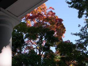 porch-maples.jpg