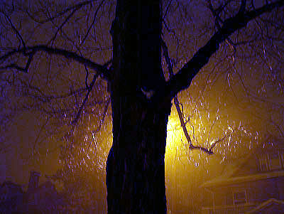 rainfog-jan05.jpg