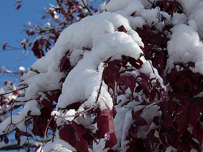 snow-maple.jpg