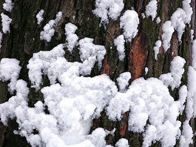 050204_tree.jpg