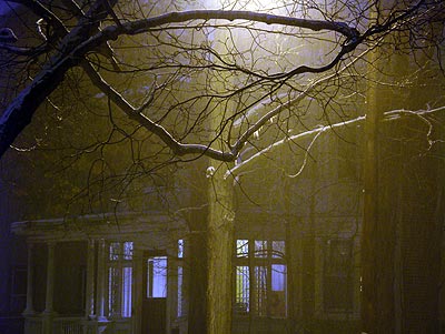 050228_branches.jpg