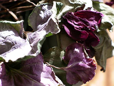 050301_violets.jpg