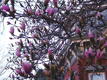 050414_magnolias.jpg