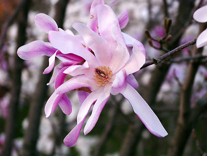 050418_blossom.jpg