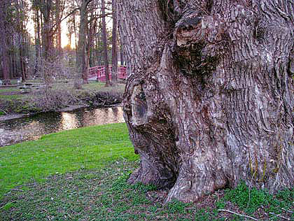 050418_tree.jpg
