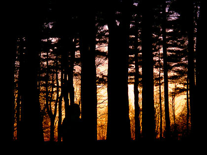 050418_woods.jpg