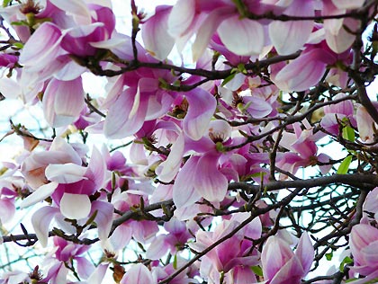 050421_magnolias.jpg