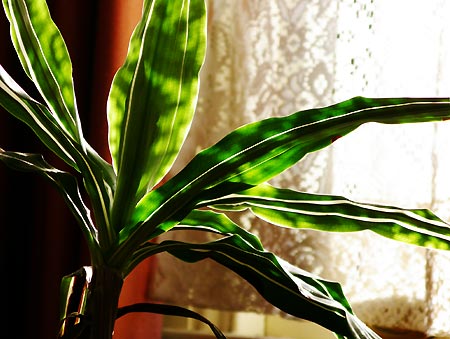 050425_plant.jpg