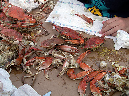 050708_crabs.jpg