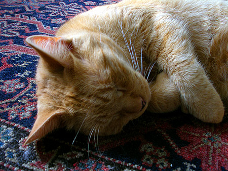 050716_cat.jpg