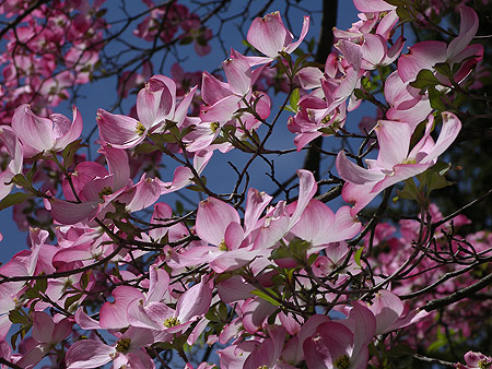 060507_dogwood.jpg