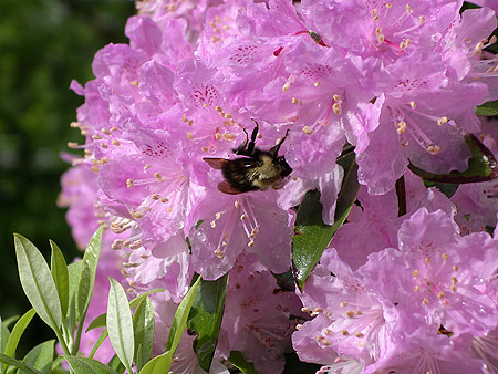 060516_bee.jpg