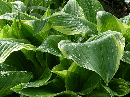 060516_drops.jpg