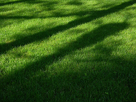 060615_grass.jpg