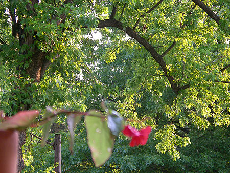 060707_green.jpg