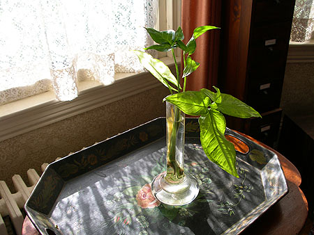 060723_window.jpg