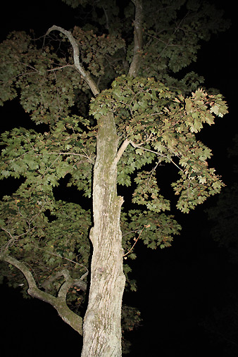 080902_tree.jpg
