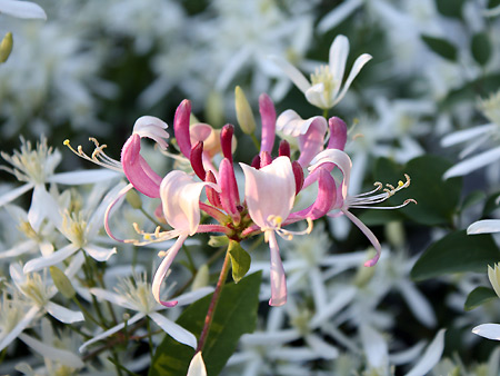 080917_lily.jpg