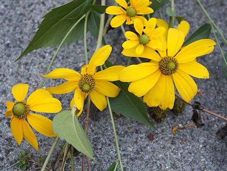 080917_lily.jpg