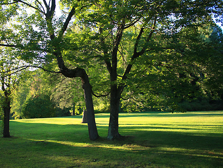080920_tree.jpg