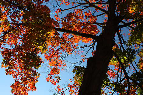 081011_tree_4090-sm.jpg