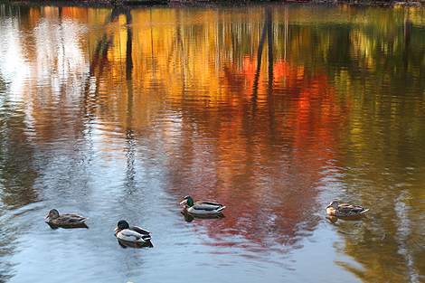 081018_ducks_4566-470.jpg