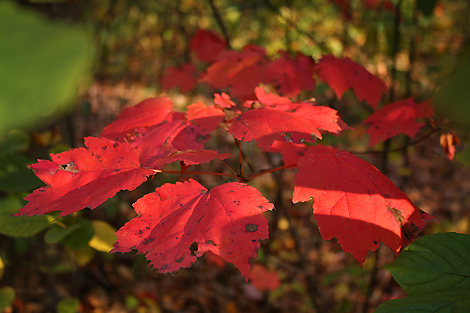 081018_leaves2_4482-470.jpg
