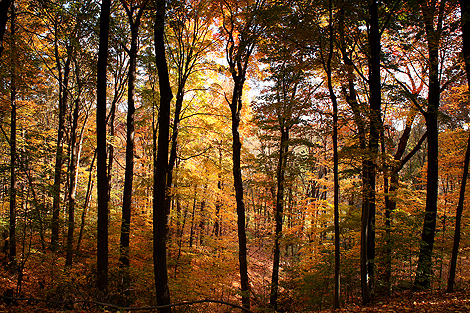 081018_trees_4412-470.jpg