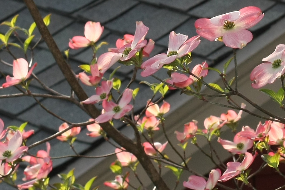20090501_dogwood_7365.jpg