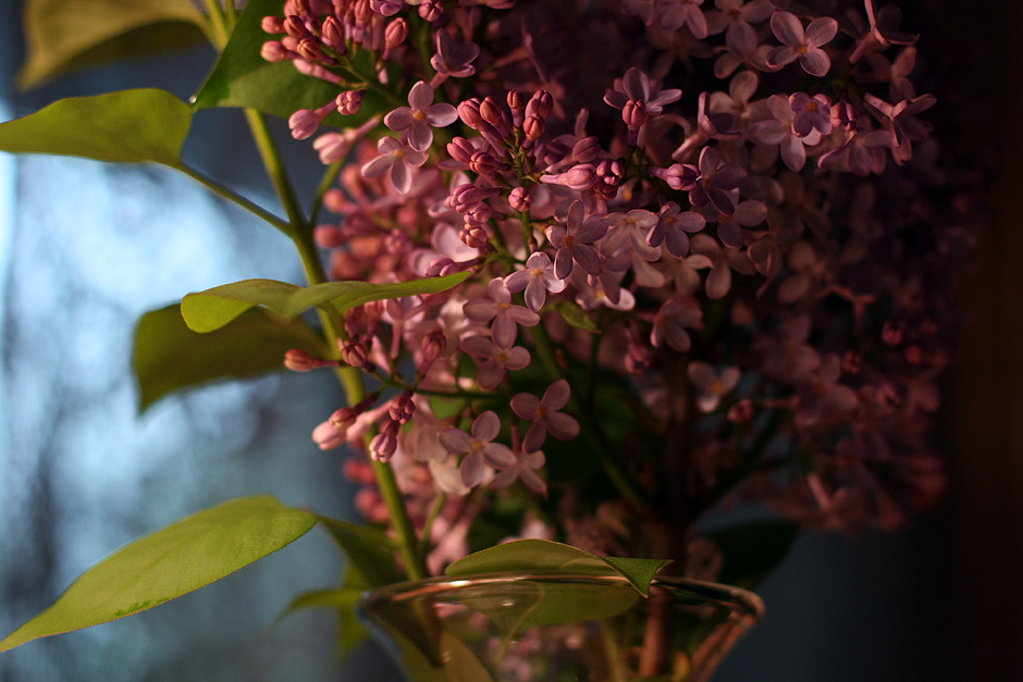 20090502_lilacs-in_7442.jpg