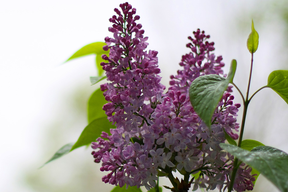 20090503_lilacs_7426.jpg