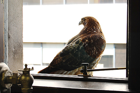 20090508_hawk_0902-470.jpg