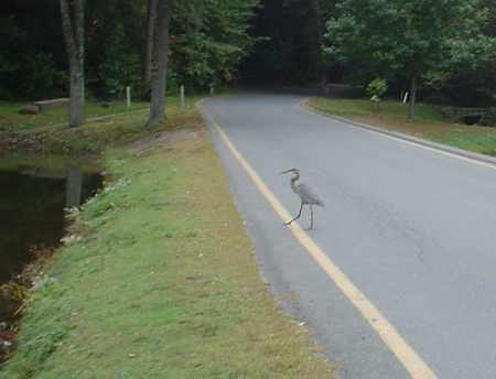 Heron