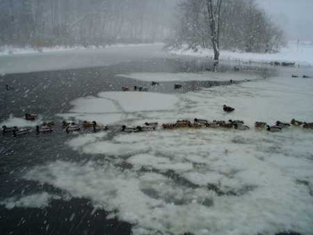 ducks