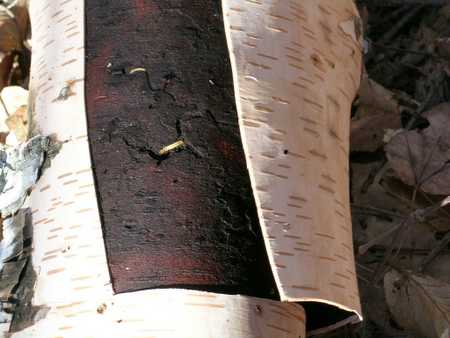 termites