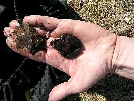 woodfrog