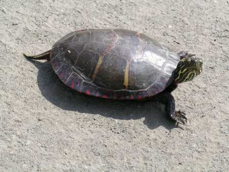 Painted turtle