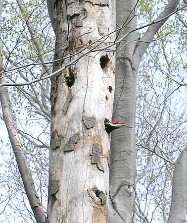 pileated woodpecker