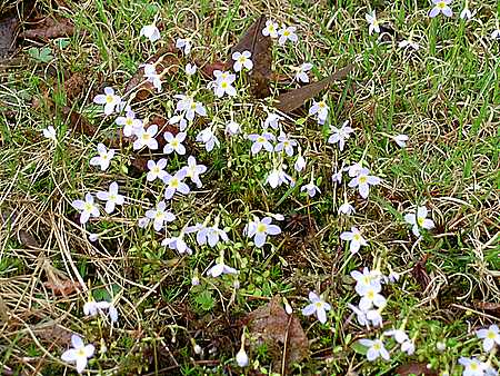 Bluets
