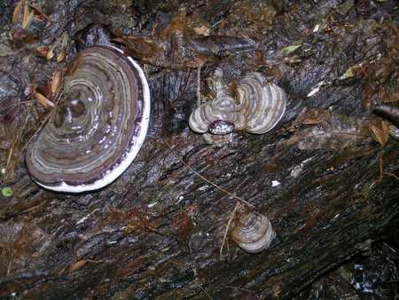 artist's fungus