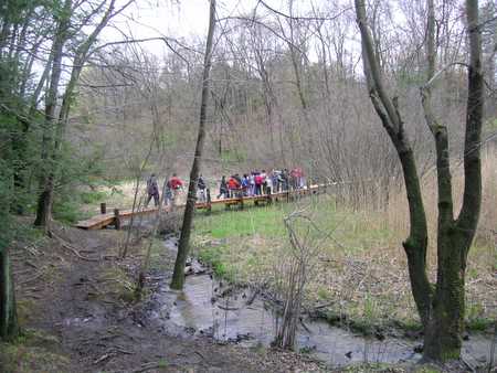 Marsh bridge