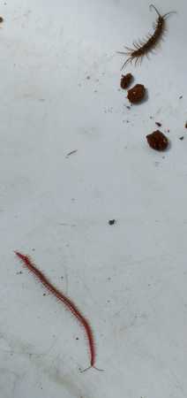 centipedes