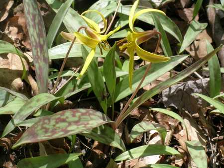 Trout lilly