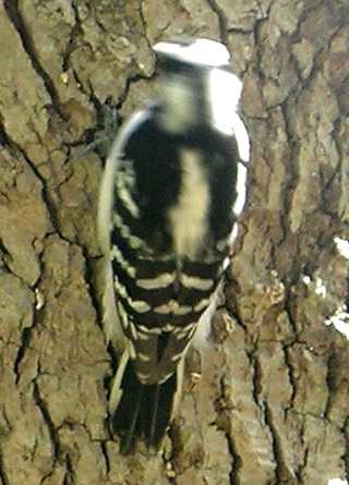hairy woodpecker