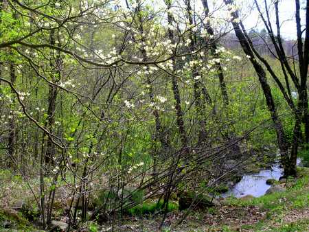 dogwood tree