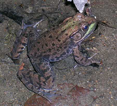 Frog in vernal pond