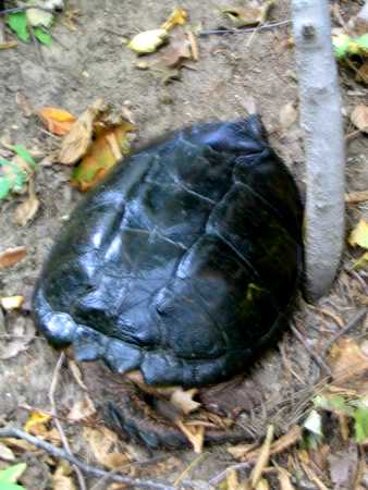 Snapping turtle