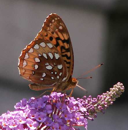 Great spangled butterfly